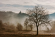 © ¡lvaro Sanz/ADDICTIVE STOCK - View of dried autumn tree on landscape of foggy forest