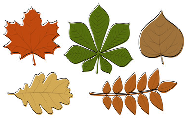 Wall Mural - set of colourful hand drawn leaves. vector.