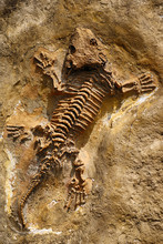 Lizard Skeletom Prehistoric Fossil Stone