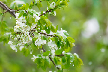  Flowering pears filled with snow