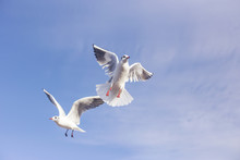 Two Gulls In Flight...