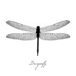 Black dragonfly on white background isolated. Hand-drawn vector illustration In the vintage style. Calligraphic inscription - dragonfly