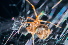 Spider Feeding On An Ant