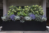 Fototapeta Konie - Planter Box with Purple, White, and Green Flowers in New York City