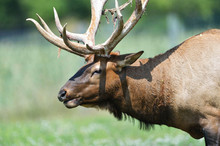Close Up Of Male Elk