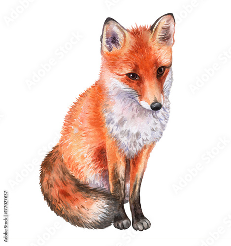 Fox isolated on white background. Watercolor. Illustration. Template
