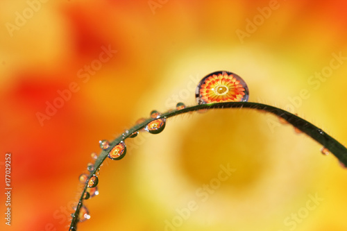 flores reflejadas en las gotas de agua