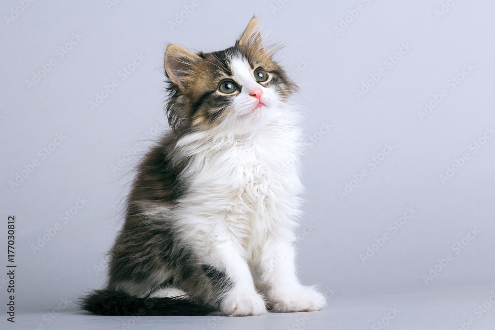 portrait of a small fluffy kitten sitting on a gray background and looking upwards