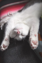 Adorable And Cute Kitten Stretching On It's Back While Sleeping