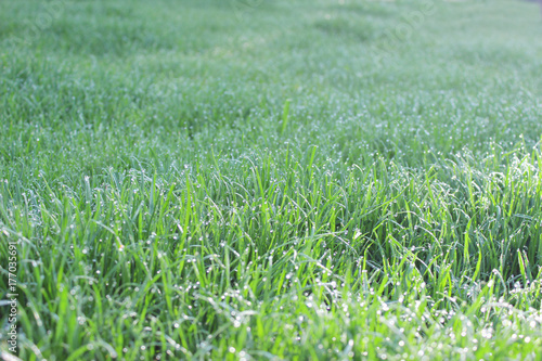 Rasen mit Tau, Rasen, Wasser, Grün und frisch - Buy this stock photo