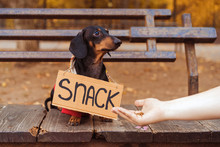 Dog Dachshund  With A Jacket (sweater) Is Sitting And Begging On A Bench In An Autumn Park With A Sign "snack" And Looks At The Hand Of A Man With Food Stretched Out To Him
