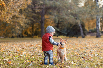 Little boy is feeding the shiba inu puppy in the walking at autumn park. Shibainu dog with baby playing together, best friends concept