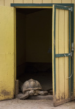 Giant Napping Tortoise