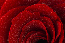 Close-up Of A Red Rose With Water Drops