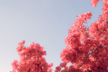 Bright Pink  Bougainvillea Flowers Against Blue Sky