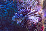 Fototapeta Do akwarium - Beautiful Red Lionfish in aquarium