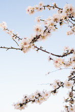 Almond Tree Orchard In Bloom