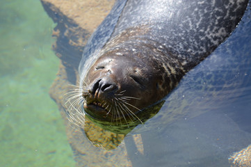 Wall Mural - Harbor seal