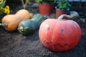 Wall Mural - fresh pumpkin and gourds