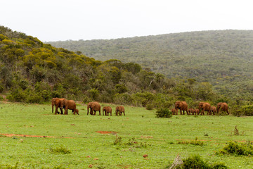 Wall Mural - Elephant family on the way to the dam