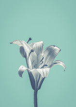 Flower On Blue Design