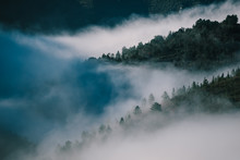 Trees On Mountains Slope In Fog