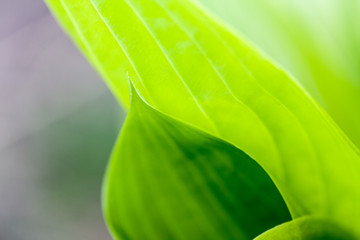 Canvas Print - Green, abstract composition with leaf texture and soft focus
