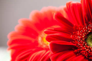 Gerbera jamesonii - red beautiful flower with macro details
