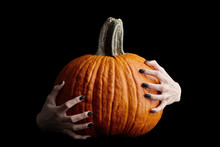 Pale Bony Hands With Black Nails Holding Big Halloween Pumpkin Isolated On Black Background, Holiday Celebration