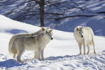 arctic wolf in winter