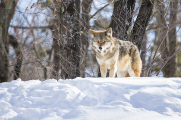 Sticker - Coyote in winter