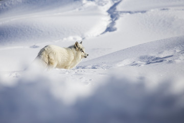 Sticker - Arctic fox in winter