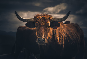 Vivid Bull