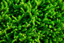 Detailed Background Of Fir Branches With Green Needles.