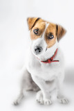 Fototapeta Zwierzęta - A close-up portrait of a charming cute small dog Jack Russell Terrier sitting and looking into camera with curiosity on white background