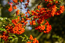 Orange Autumn Berries Of Pyracantha With Green Leaves