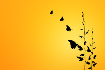 Silhouette of butterfly flying outdoor the sunset.