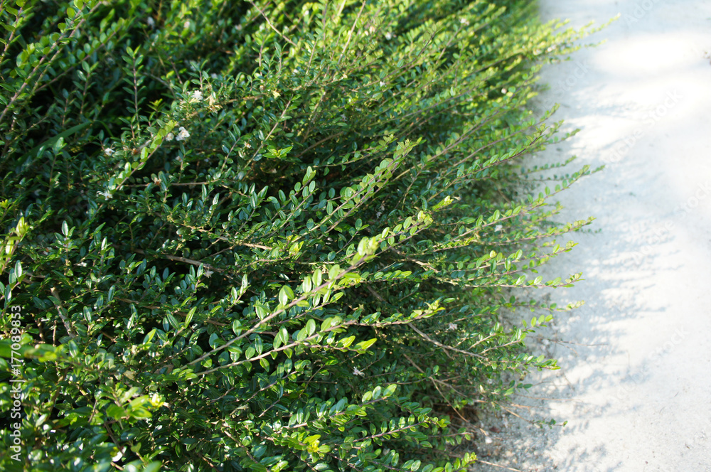 zz plant Large ZZ Plant