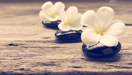 Pile of zen stones and Frangipani flower isolated on white background