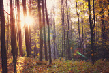 Fototapeta Las - The sun between the trunks of trees in a bright autumn forest