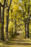 Fototapeta  - autumn tree array