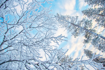 Wall Mural - looking up at snowy branches and trees, winter background