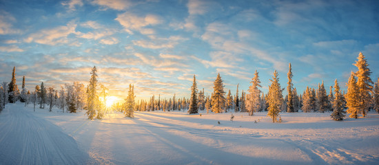 Wall Mural - Photo of a snowy panoramic landscape at sunset, frozen trees in Saariselka, Lapland, Finland, winter snow scene web banner