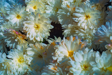 Wall Mural - Colorful chrysanthemum in the autumn garden