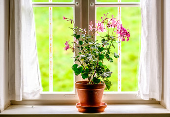 Canvas Print - flowers at an old window