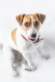 Fototapeta Zwierzęta - A close-up portrait of a cute small dog Jack Russell Terrier sitting with tongue out and looking into camera on white background