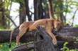 Tired lioness resting on a tree trunk