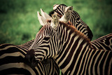 Fototapeta Konie - Photography of two close-up zebras whose coats create a monochrome pattern
