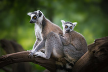 Ring-tailed Lemur And Child Sitting On A Branch