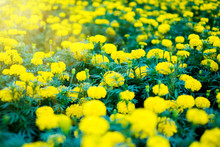 Yellow Beautiful Marigold Flowers In The Garden With Sun Light